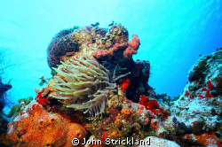 nikonos 15mm cozumel by John Strickland 